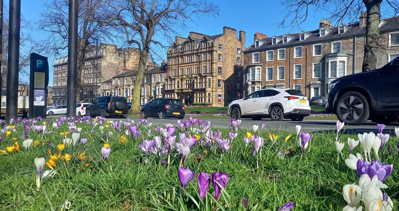 harrogate-crocuses-alexandra