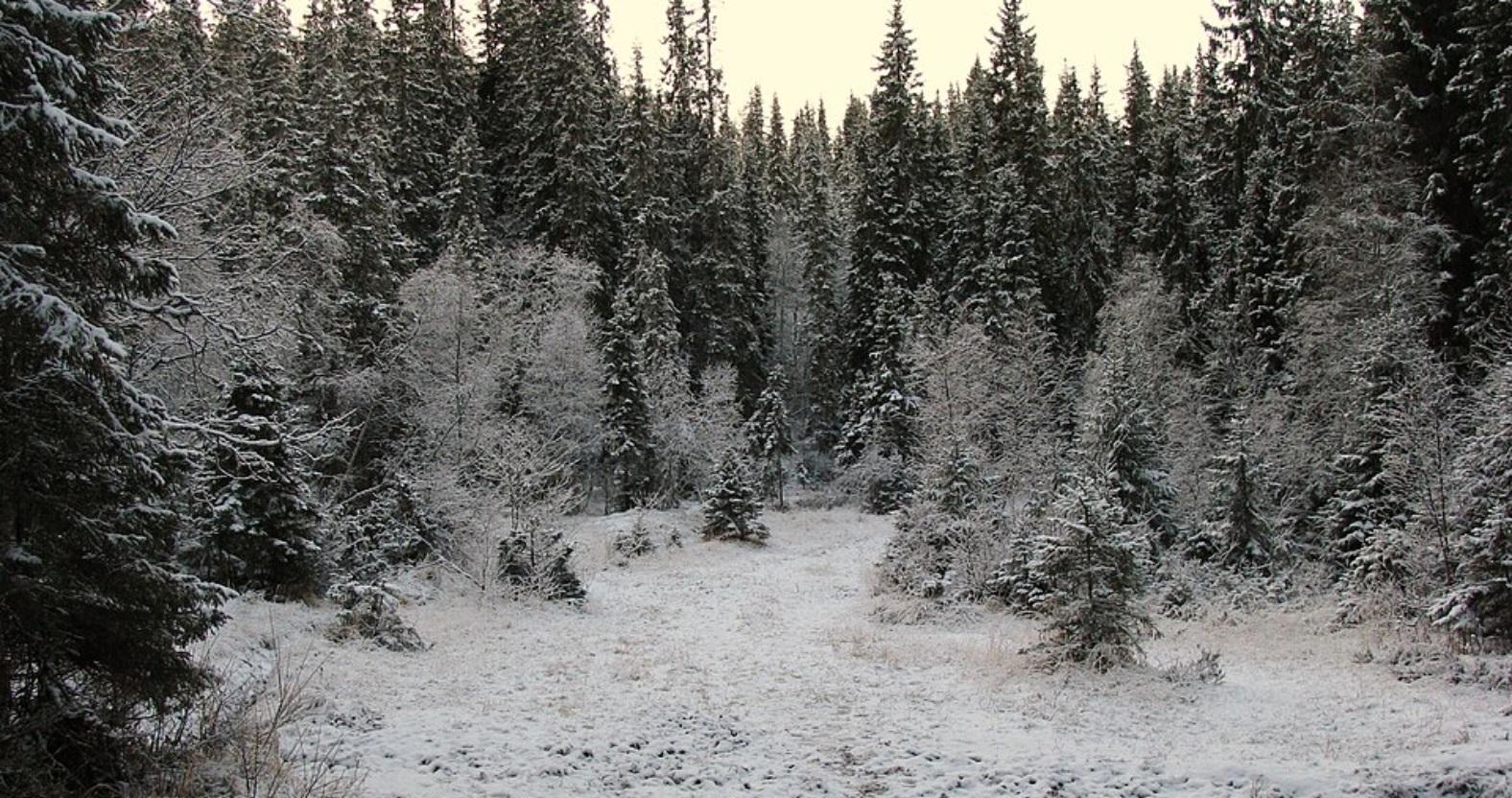 winter-boreal-forest-trondheim