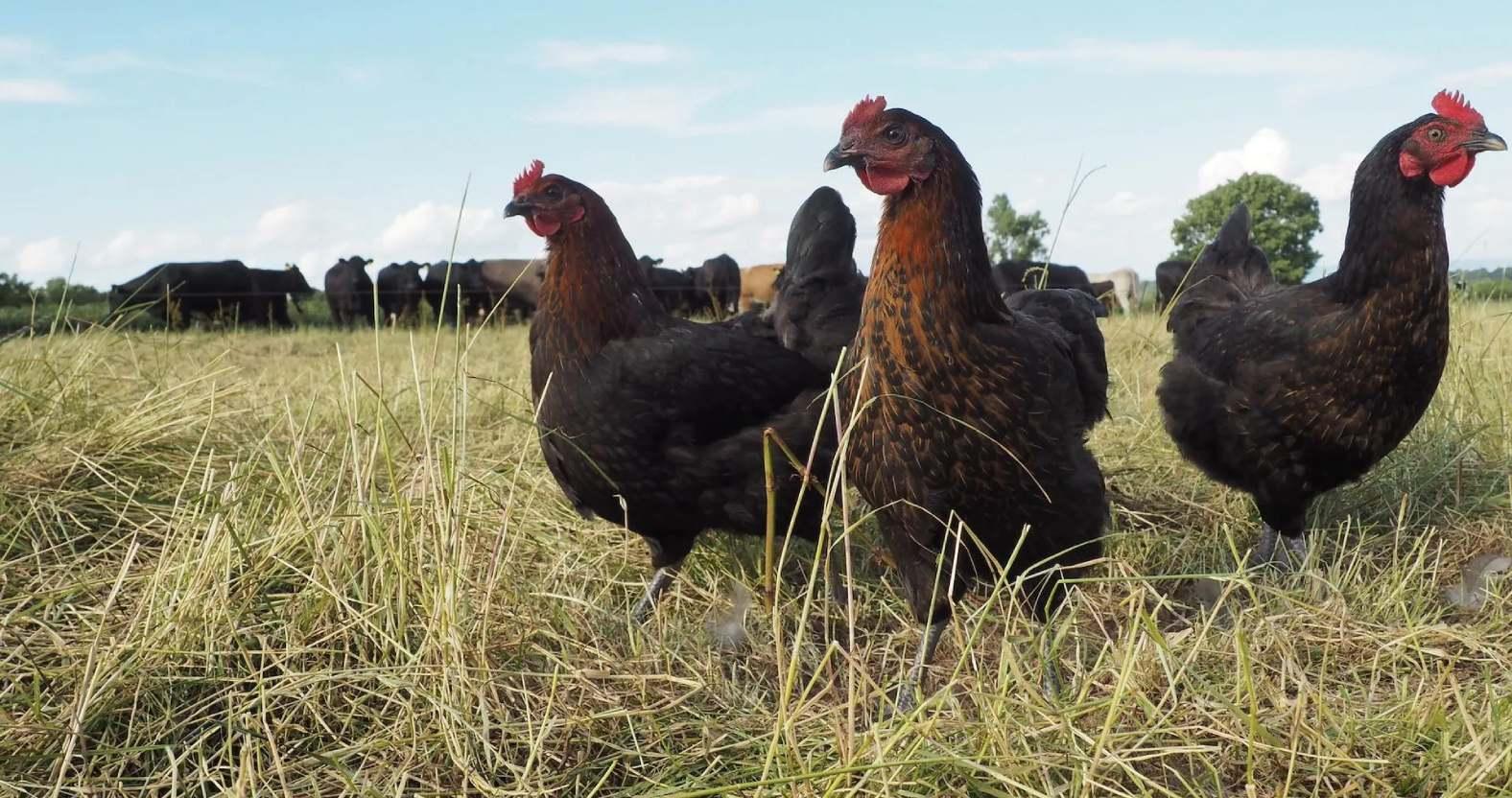 mallardgrangefarm-hens