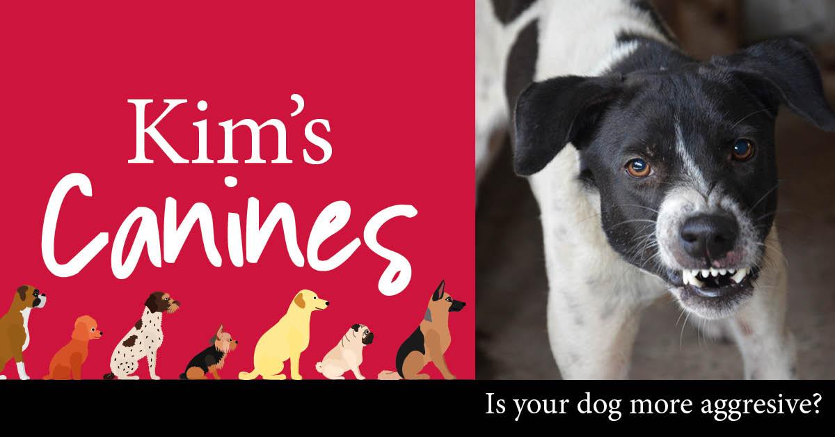 kims-canines-header-reactive-dogs