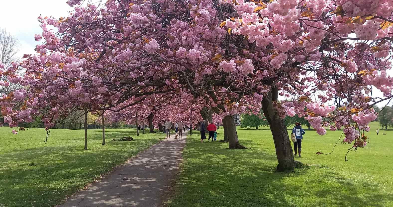 harrogate-stray-blossom5