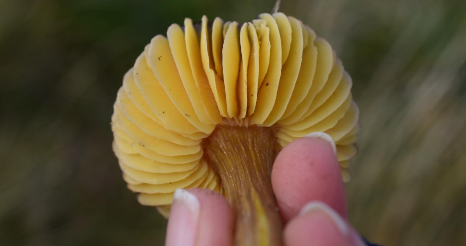 nidderdale-datewaxcap-gills