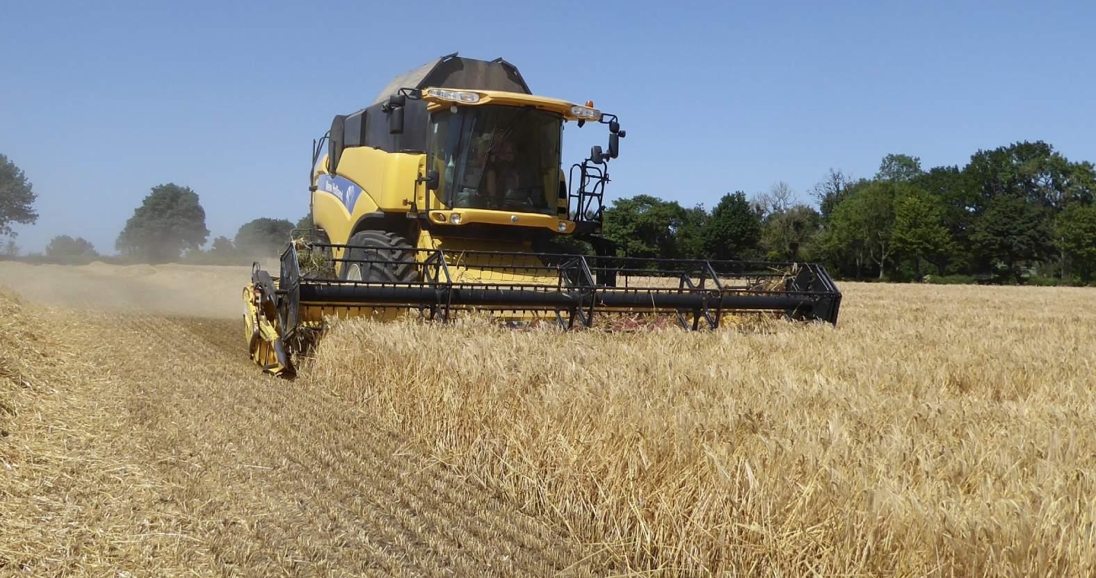 heathermiddleton-cuttingcorn